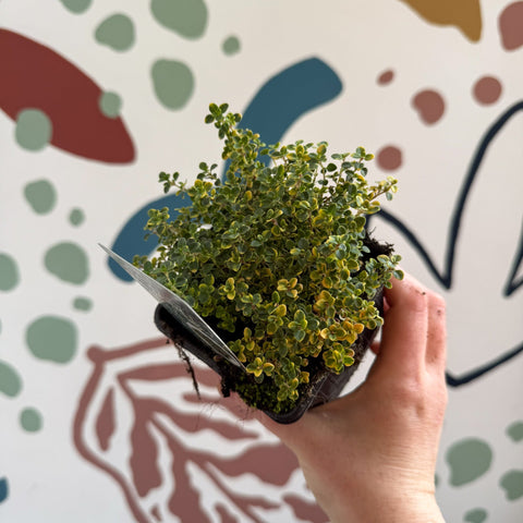 Thymus citriodorus 'Doone Valley' - Thyme - British Grown Culinary Herbs - Sprouts of Bristol