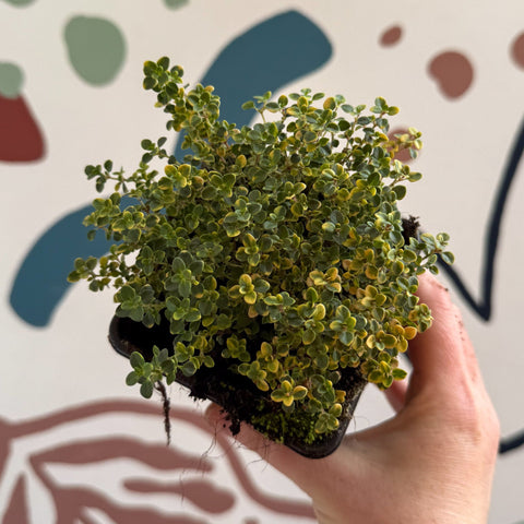 Thymus citriodorus 'Doone Valley' - Thyme - British Grown Culinary Herbs - Sprouts of Bristol