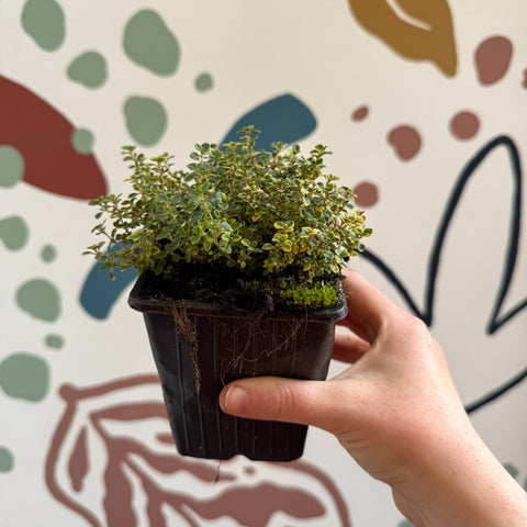 Thymus citriodorus 'Doone Valley' - Thyme - British Grown Culinary Herbs - Sprouts of Bristol