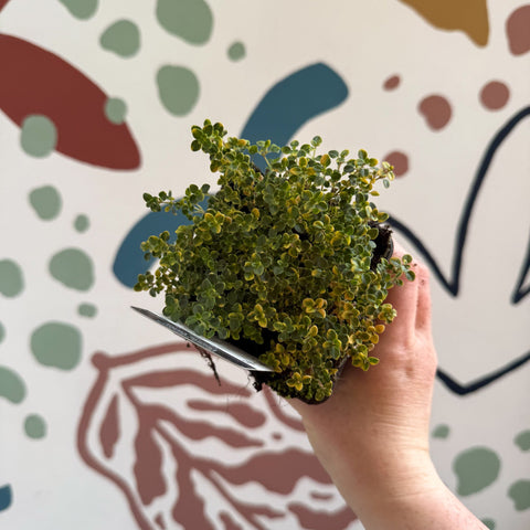 Thymus citriodorus 'Doone Valley' - Thyme - British Grown Culinary Herbs - Sprouts of Bristol