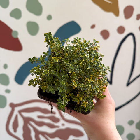 Thymus citriodorus 'Doone Valley' - Thyme - British Grown Culinary Herbs - Sprouts of Bristol