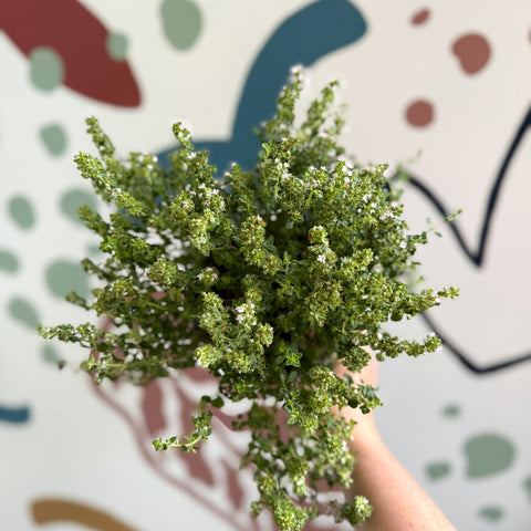 Thymus citriodorus 'Silver Queen' - Lemon Thyme - Sprouts of Bristol