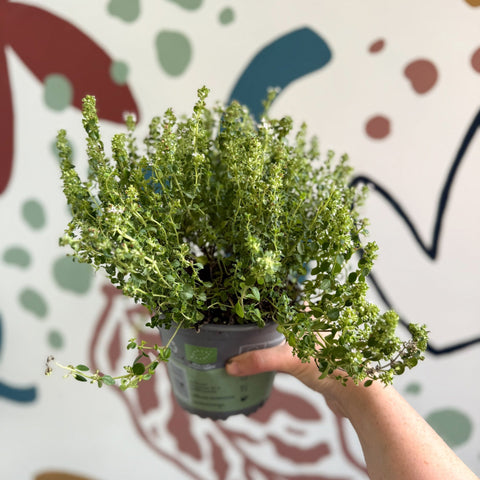 Thymus citriodorus 'Silver Queen' - Lemon Thyme - Sprouts of Bristol