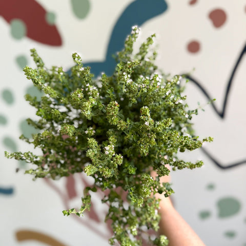 Thymus citriodorus 'Silver Queen' - Lemon Thyme - Sprouts of Bristol
