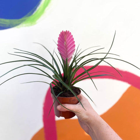 Tillandsia cyanea - Pink Quill Plant - Sprouts of Bristol