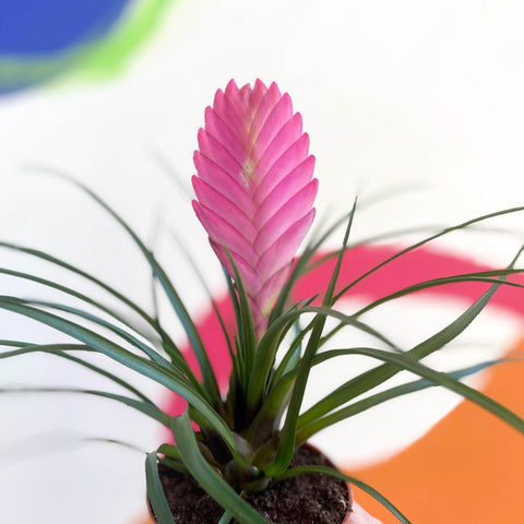 Tillandsia cyanea - Pink Quill Plant - Sprouts of Bristol