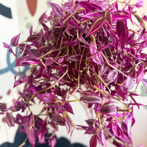Tradescantia fluminensis ‘Pink Paradise’ - Sprouts of Bristol