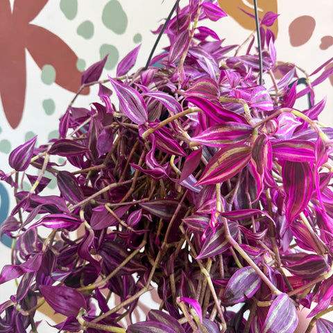 Tradescantia fluminensis ‘Pink Paradise’ - Sprouts of Bristol