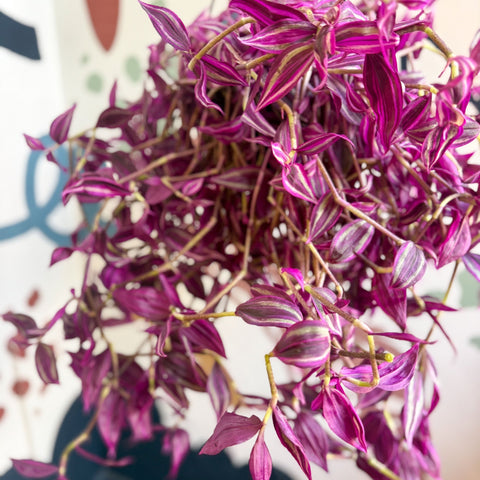 Tradescantia fluminensis ‘Pink Paradise’ - Sprouts of Bristol