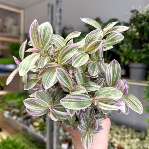 Tradescantia fluminensis ‘Rosa Sunrise’ – Pink Variegated Inch Plant - Sprouts of Bristol