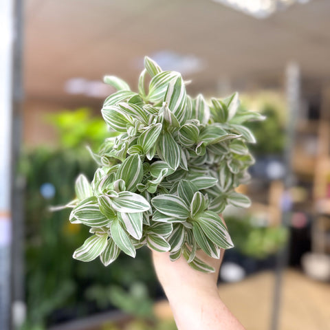 Tradescantia fluminensis ‘White Cobra’ – Inch Plant - Sprouts of Bristol