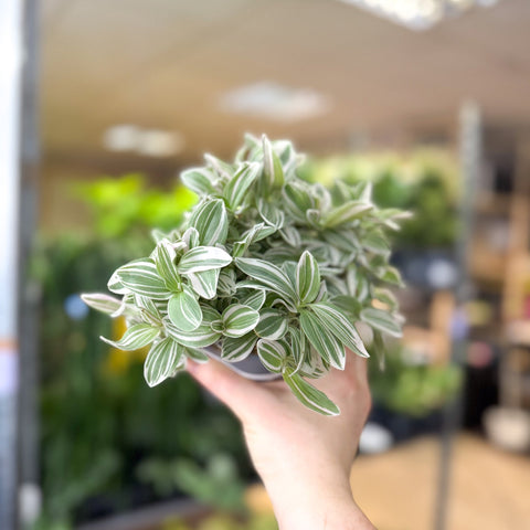 Tradescantia fluminensis ‘White Cobra’ – Inch Plant - Sprouts of Bristol