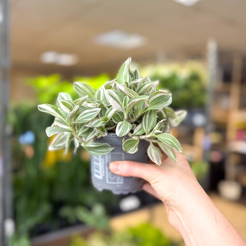 Tradescantia fluminensis ‘White Cobra’ – Inch Plant - Sprouts of Bristol