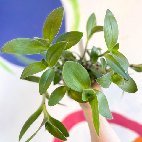 Tradescantia sillamontana - Velvet Inch Plant - Welsh Grown - Sprouts of Bristol