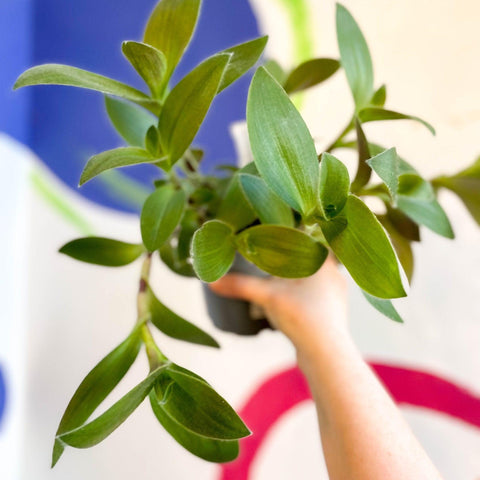 Tradescantia sillamontana - Velvet Inch Plant - Welsh Grown - Sprouts of Bristol