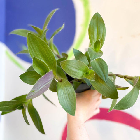 Tradescantia sillamontana - Velvet Inch Plant - Welsh Grown - Sprouts of Bristol