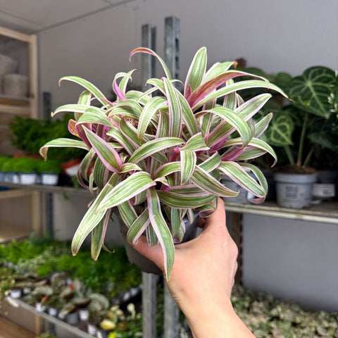 Tradescantia spathacea 'Varicolor’ - Spider Lily - Sprouts of Bristol