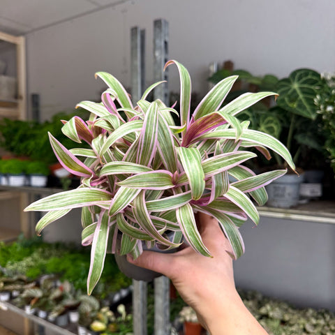 Tradescantia spathacea 'Varicolor’ - Spider Lily - Sprouts of Bristol