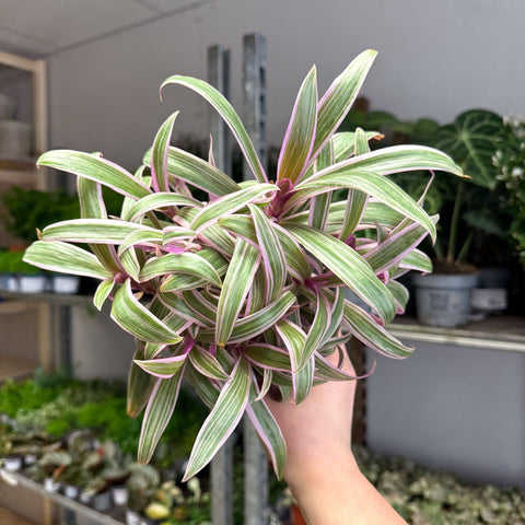 Tradescantia spathacea 'Varicolor’ - Spider Lily - Sprouts of Bristol