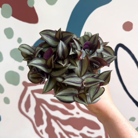 Tradescantia zebrina 'Silver Sicilian' - Silver Inch Plant - Sprouts of Bristol