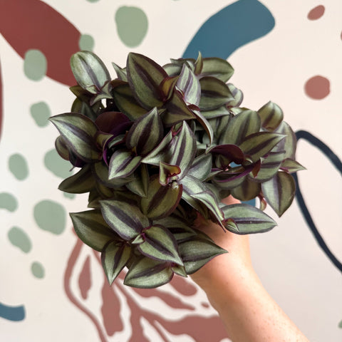 Tradescantia zebrina 'Silver Sicilian' - Silver Inch Plant - Sprouts of Bristol