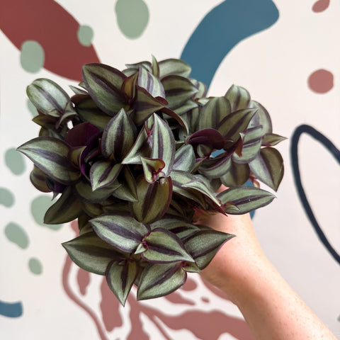Tradescantia zebrina 'Silver Sicilian' - Silver Inch Plant - Sprouts of Bristol
