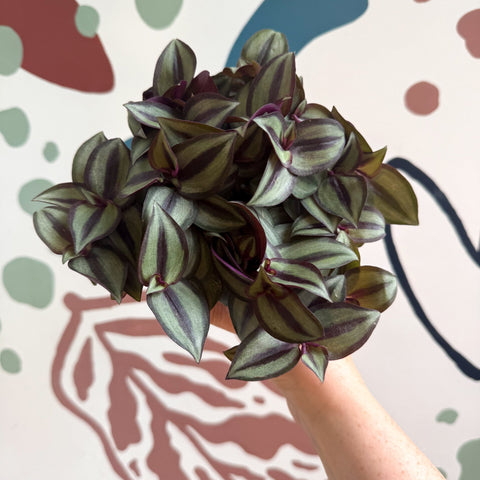 Tradescantia zebrina 'Silver Sicilian' - Silver Inch Plant - Sprouts of Bristol