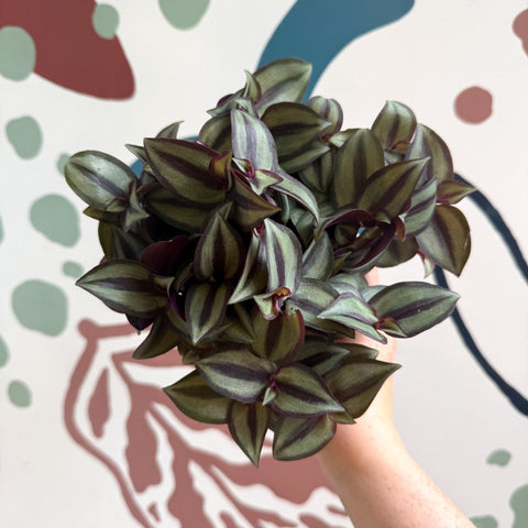 Tradescantia zebrina 'Silver Sicilian' - Silver Inch Plant - Sprouts of Bristol