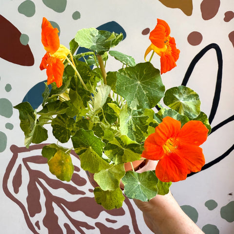 Tropaeolum majus 'Alaska Series' - Variegated Nasturtium - Sprouts of Bristol
