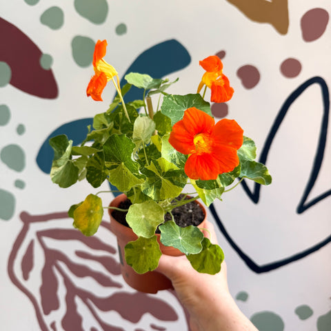 Tropaeolum majus 'Alaska Series' - Variegated Nasturtium - Sprouts of Bristol