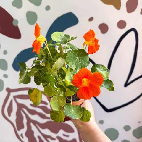 Tropaeolum majus 'Alaska Series' - Variegated Nasturtium - Sprouts of Bristol