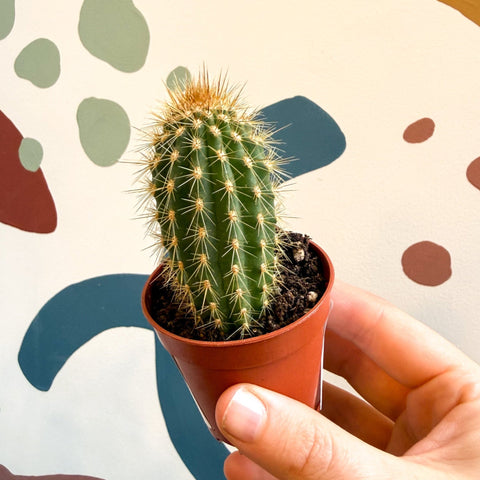 Vatricania guentherii – Woolly Column Cactus - Sprouts of Bristol