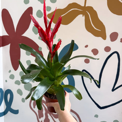 Vriesea ‘Twinkle’ - Flaming Sword Bromeliad - Sprouts of Bristol
