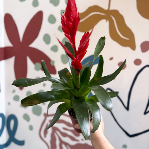 Vriesea ‘Twinkle’ - Flaming Sword Bromeliad - Sprouts of Bristol