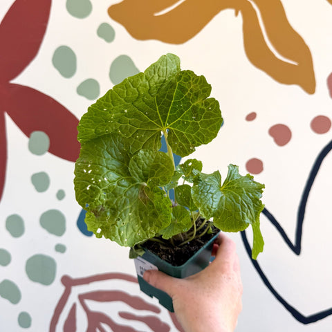 Wasabi Japonica 'Mephisto Green' - Cotswolds Grown Culinary Herbs - Sprouts of Bristol