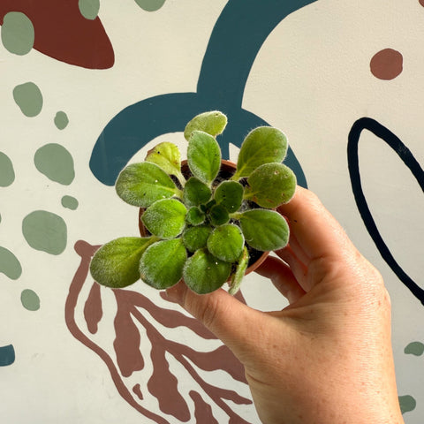 Whirlpool Plant - Petrocosmea iodioides - Welsh Grown - Sprouts of Bristol