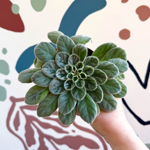 Whirlpool Plant - Petrocosmea sericea - Welsh Grown - Sprouts of Bristol