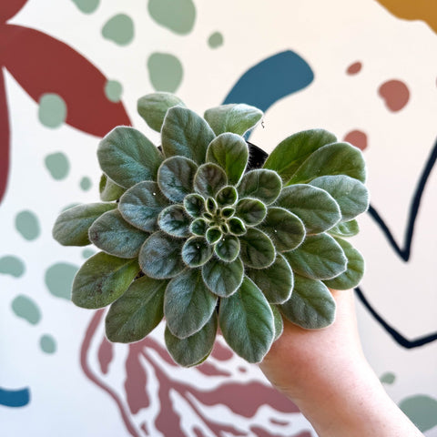 Whirlpool Plant - Petrocosmea sericea - Welsh Grown - Sprouts of Bristol