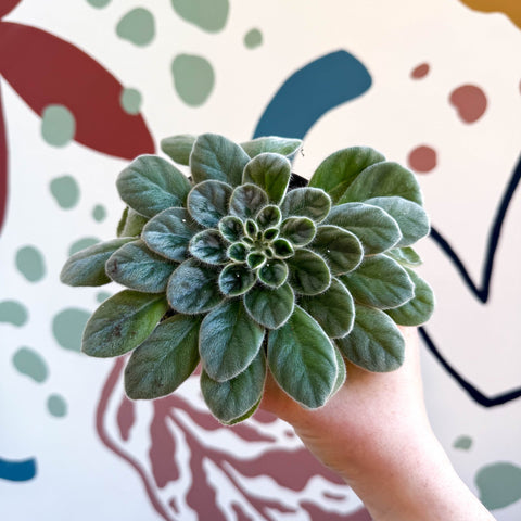 Whirlpool Plant - Petrocosmea sericea - Welsh Grown - Sprouts of Bristol