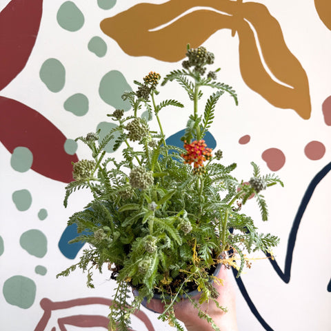 Yarrow - Achillea millefolium 'Milly Rock Mixmaster's Dance' - British Grown Herbaceous Perennial - Sprouts of Bristol