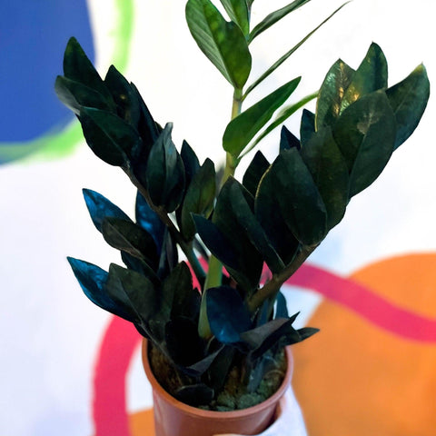 Zamioculcas zamiifolia 'Raven' - Black ZZ Plant - Sprouts of Bristol