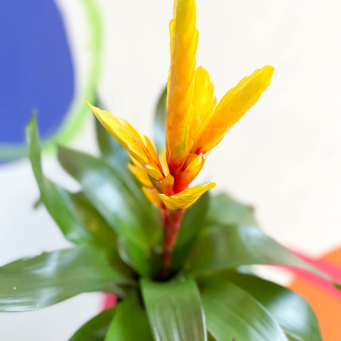 Flammende Schwertbromelie - Vriesea 'Intenso Yellow'