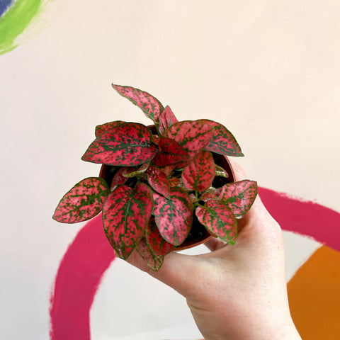 Hypoestes phyllostachya - Planta del lunares rojos
