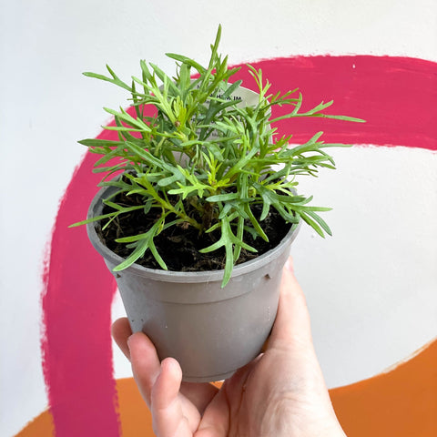 Argyranthemum 'Madeira Double Red' - UK Grown - Sprouts of Bristol