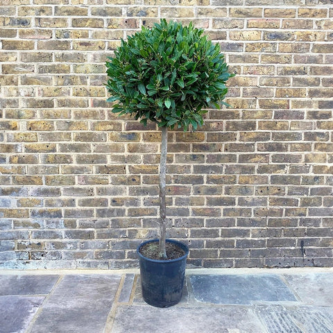 Bay Tree - Laurus nobilis - Sprouts of Bristol