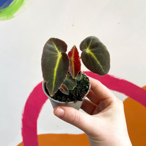 Begonia rex listada - Sprouts of Bristol