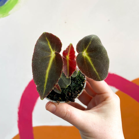 Begonia rex listada - Sprouts of Bristol