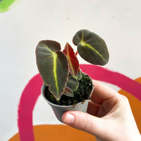 Begonia rex listada - Sprouts of Bristol