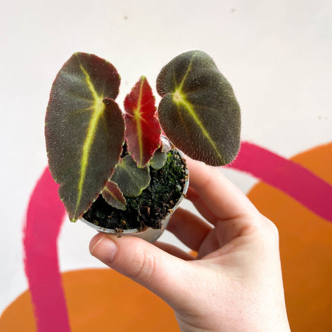 Begonia rex listada - Sprouts of Bristol