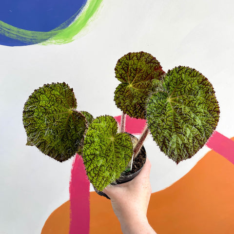 Begonia sizemoreae - Welsh Grown - Sprouts of Bristol